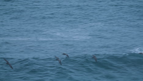 Bandada-De-Pelícanos-De-Vida-Silvestre-De-Big-Sur-Volando-Sobre-Olas-Rompientes