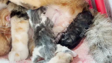 newborn baby kittens drink mothers milk