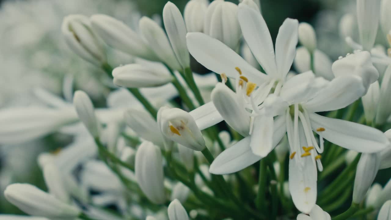 Detailed close-up of white agapanthus flowers with prominent yellow stamens - Ireland