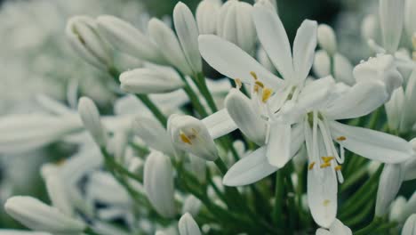 detailed close-up of white agapanthus flowers with prominent yellow stamens - ireland