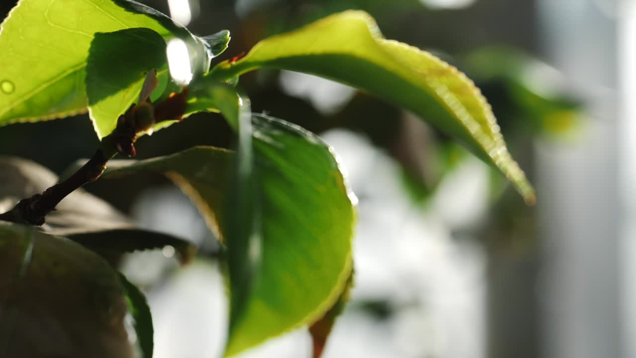 primer plano de las hojas de camelia a la luz del sol