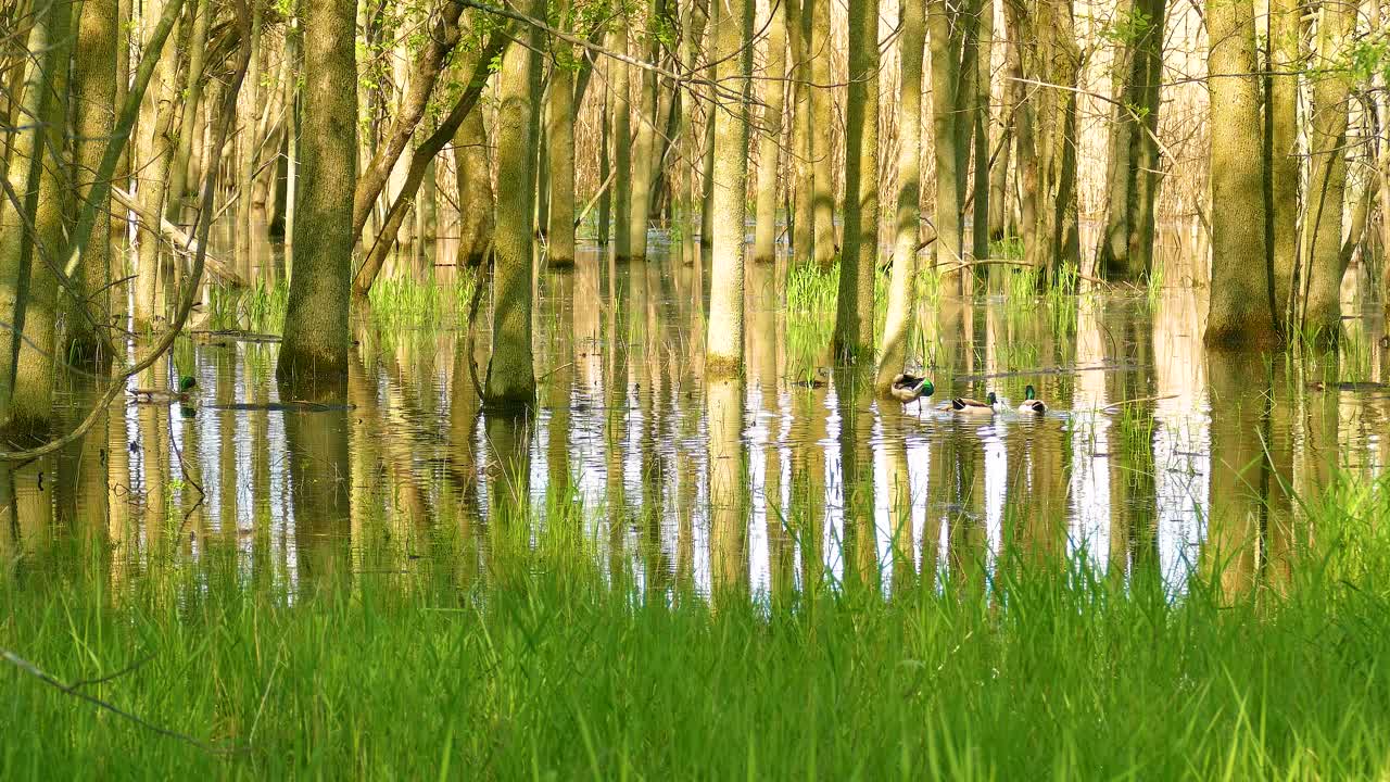Mallards in a Flooded Forest