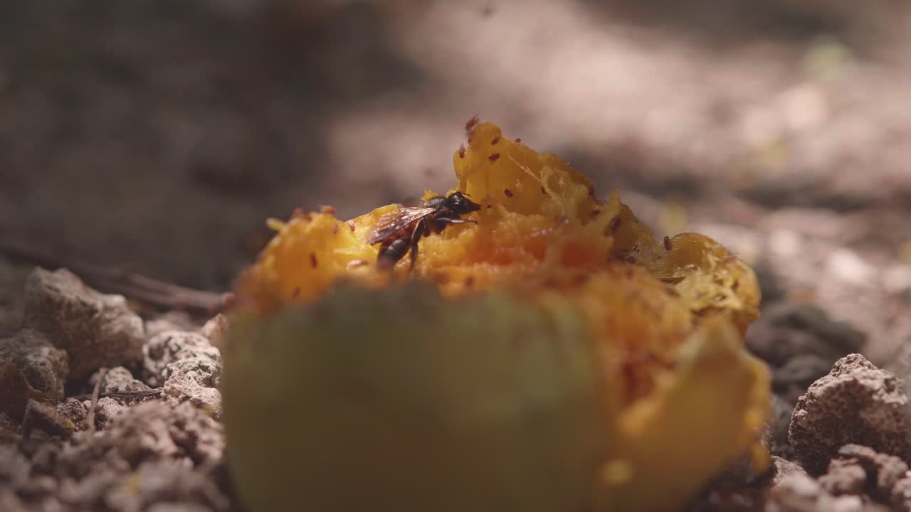 Two wasps eat a mango in India together with fruit flies in the shadows of the tree in the sunshine