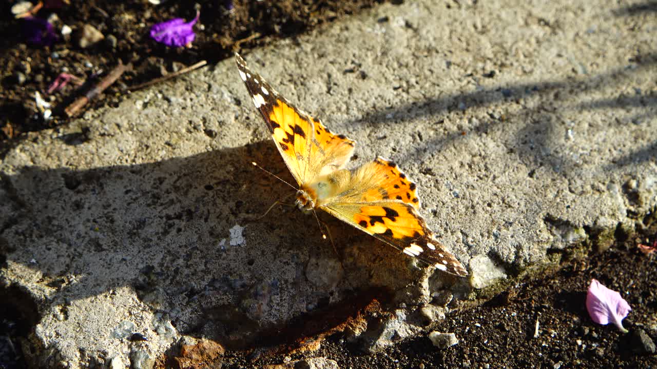 La farfalla si posa su una pietra