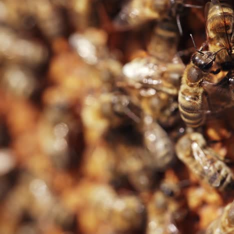 hive with lot of bees