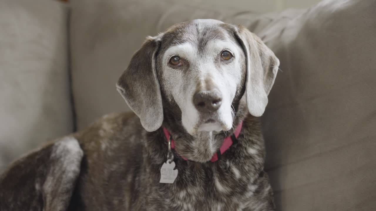 A German shorthair pointer stares down the camera