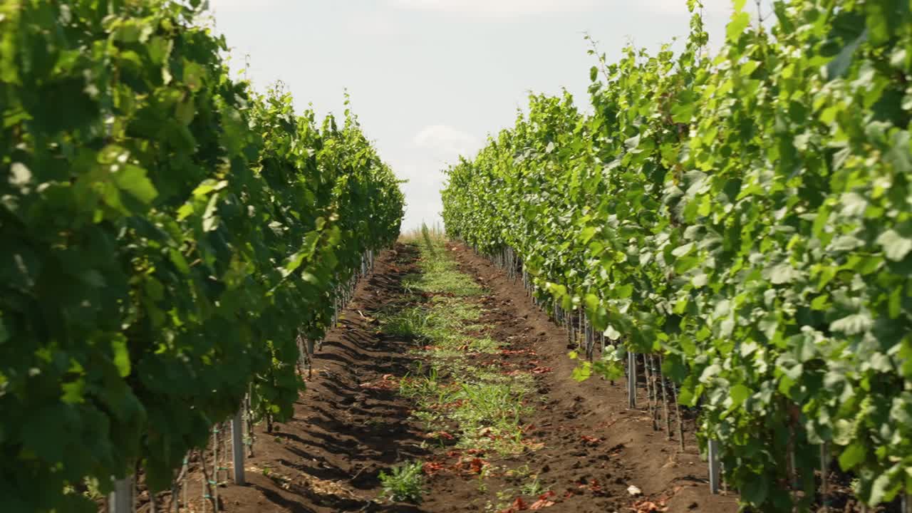 Lenta panoramica tra filari di vigneti in Italia