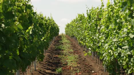 slow pan between rows of vineyards in italy