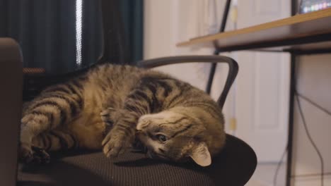 una toma ralentizada de un gato adorable en una silla de escritorio