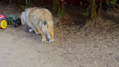 a rough-collie puppy is playing alone in the middle of the road with dust in the morning