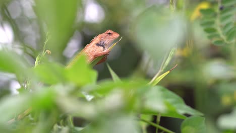 Selective-focus-chameleon-on-plant.