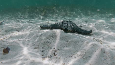 underwater video of a starfish floating across the seafloor