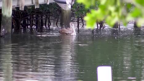 Pelican-Swimming-Near-Mangrove-and-Flying-to-Catch-Fish-in-Canal