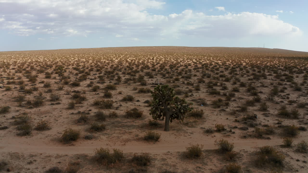 un árbol de joshua sobrevive en el duro clima del desierto de mojave - vista aérea en espiral en órbita