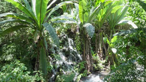 prise de vue au ralenti d'une chute d'eau et de la rivière dans une zone de nombreuses plantes