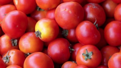 tomates orgánicos frescos de la granja de cerca desde un ángulo diferente