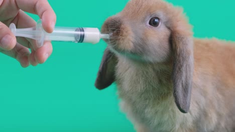 close up shot brown rabbit drink milk from syringe hold by human hand and it look happy to drink it and stay on green screen