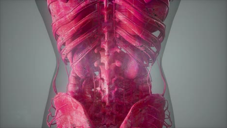 Tomografía-De-Anatomía-Del-Cuerpo-Humano