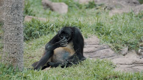 Geoffroys-Klammeraffe,-Der-Auf-Dem-Gras-Sitzt-Und-Finger-In-Der-Wildnis-Leckt