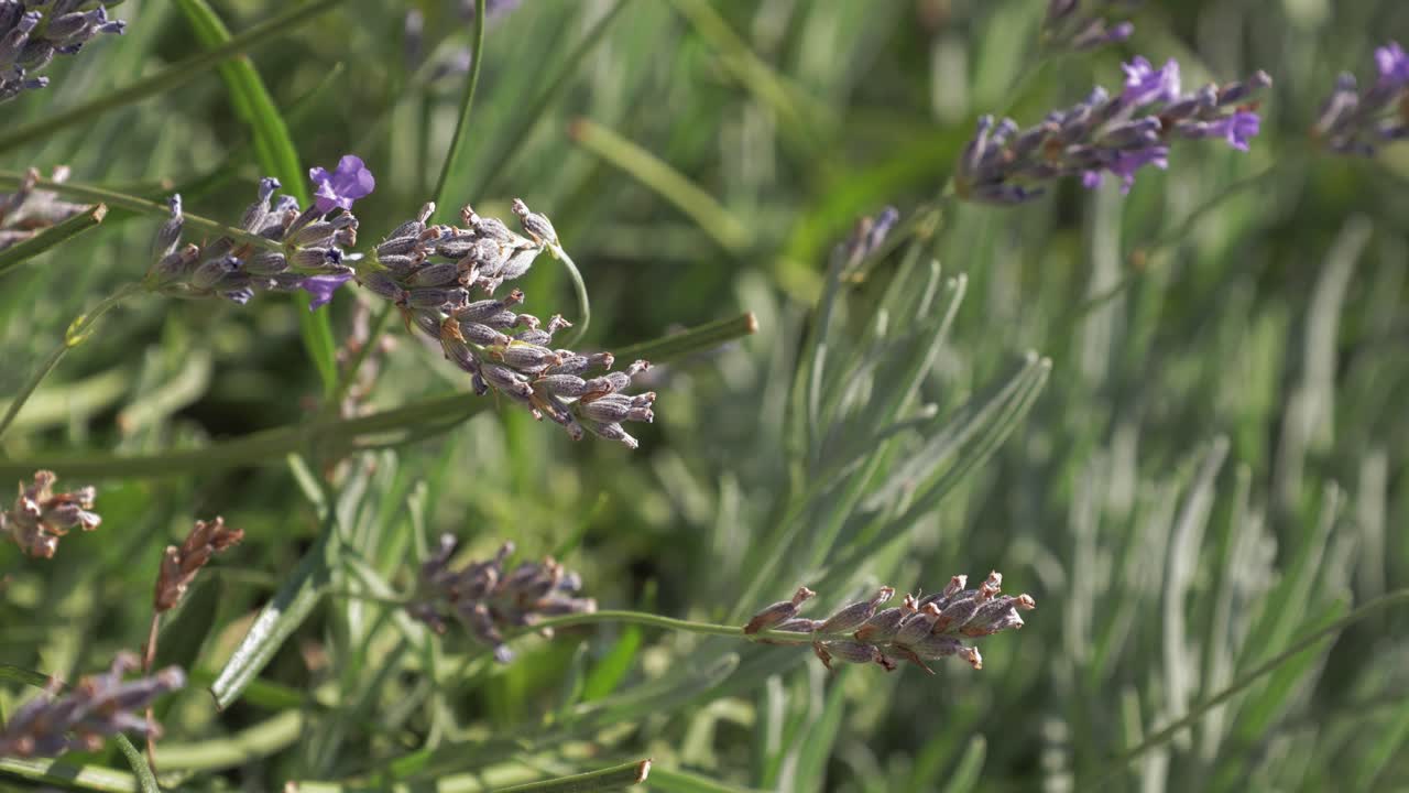 Vibrant display of lavender flowers in a garden &mdash; nature in close-up