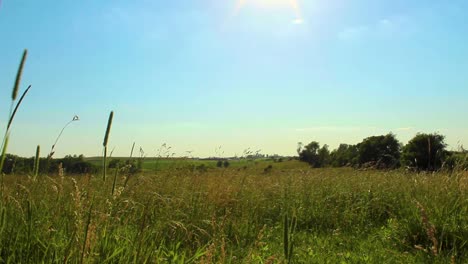 En-Un-Campo-A-Través-De-La-Valla-De-Alambre-Lento-Revelar