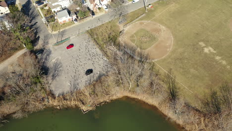 A-bird's-eye-view-directly-over-a-large-flock-of-geese-flying-below-the-drone-camera