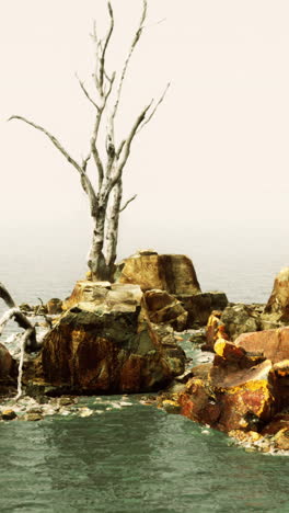 paisaje misterioso con árboles muertos y rocas
