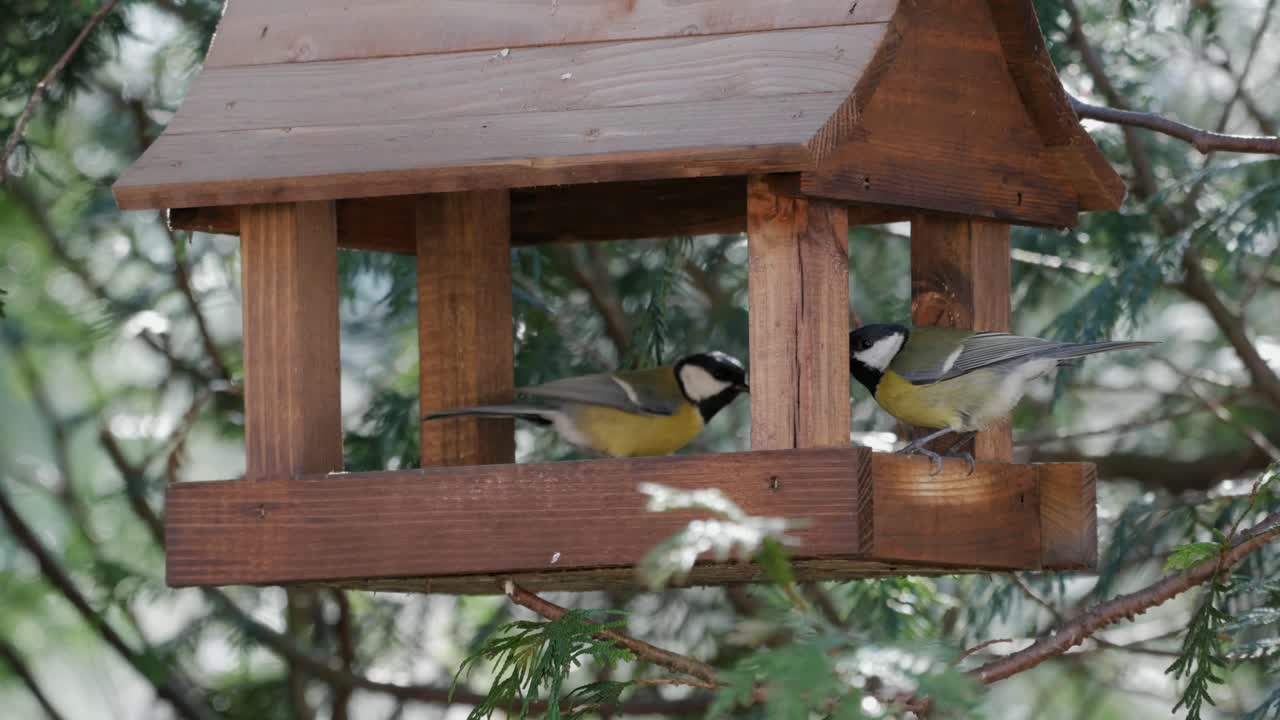 pájaros de jardín lindos comiendo de un alimentador de madera y volando lejos