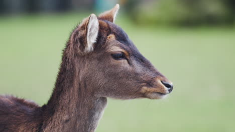 fallow deer female head close-up eating chewing food in slow motion