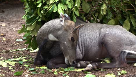 Male-nilgai,-boselaphus-tragocamelus-resting-on-the-ground,-cleaning-its-hoof-and-flapping-its-ears-surrounded-by-buzzing-flies