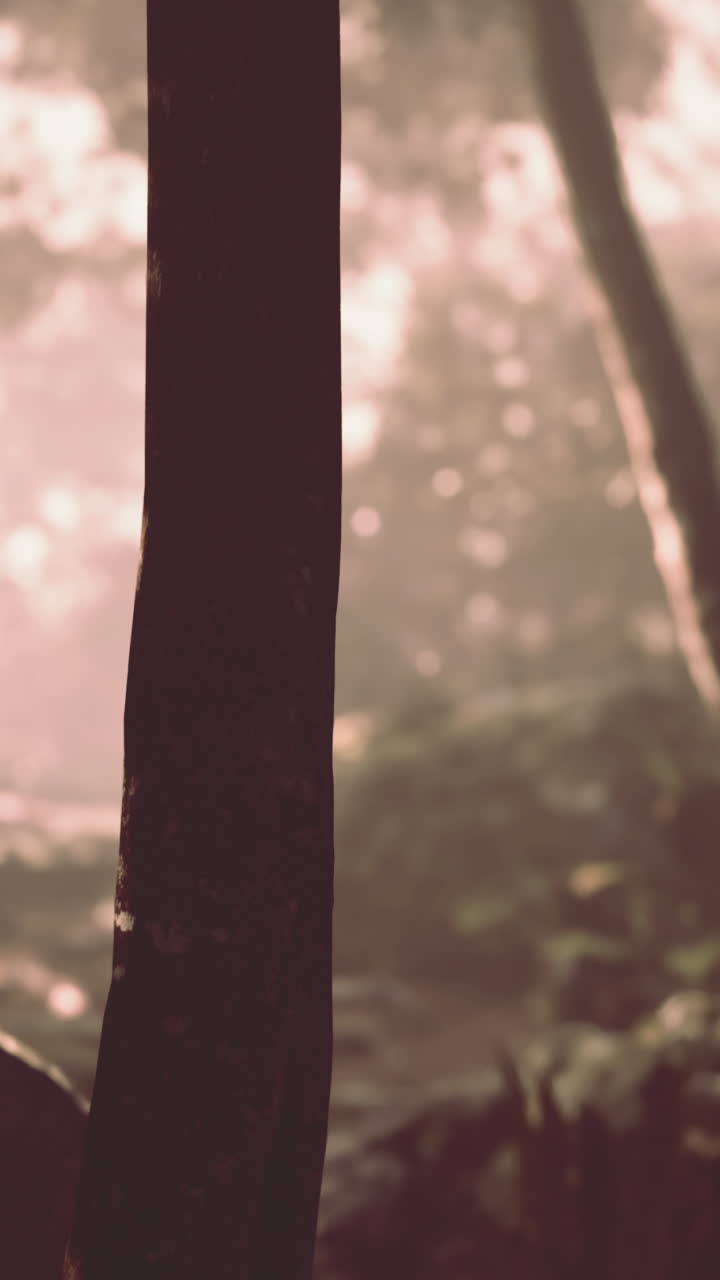 뒷면 에 안개 가 있는 숲 에 있는 나무 줄기 의 근접 사진