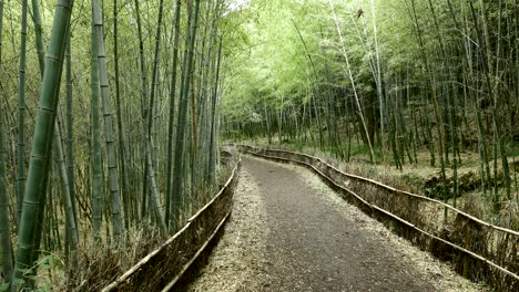 bela floresta de bambu