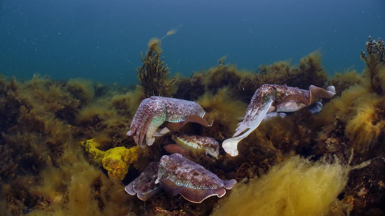 sepia gigante australiana sepia apama migración whyalla sur de australia 4k cámara lenta, apareamiento, puesta de huevos, lucha, agregación, bajo el agua