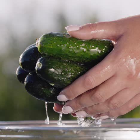 Woman-holds-a-few-fresh-cucumbers-in-a-bucket