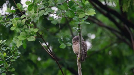 mirando hacia la izquierda y luego hincha sus alas y plumas luego mira hacia la cámara, búho manchado athene brama, tailandia