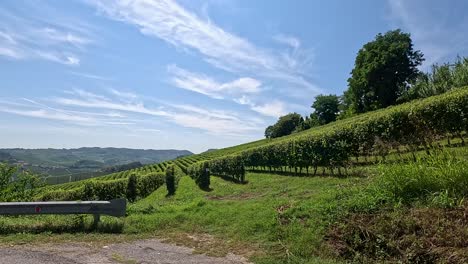 scenic drive through vineyards and rolling hills