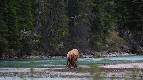 Two-elk-lock-antlers-in-Jasper-National-Park,-Alberta,-Canada,-Wide-Shot