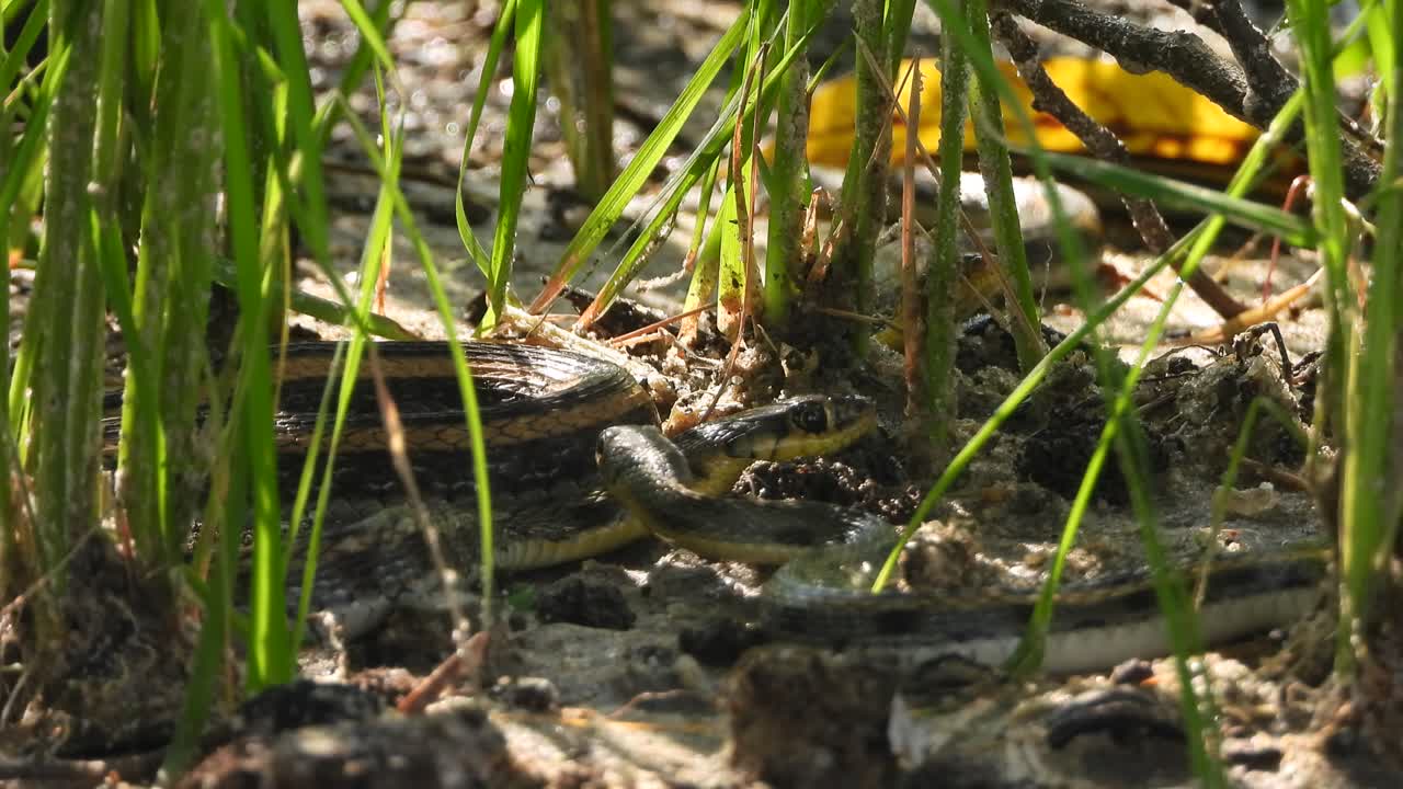 먹이를 찾는 콜루브리데 - 초록색 - 검은색