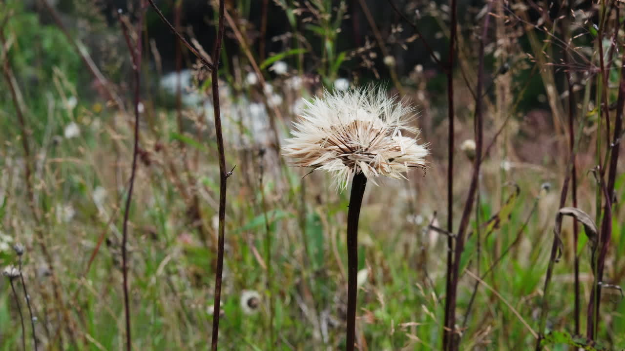 campo con flores blancas de diente de león en primavera