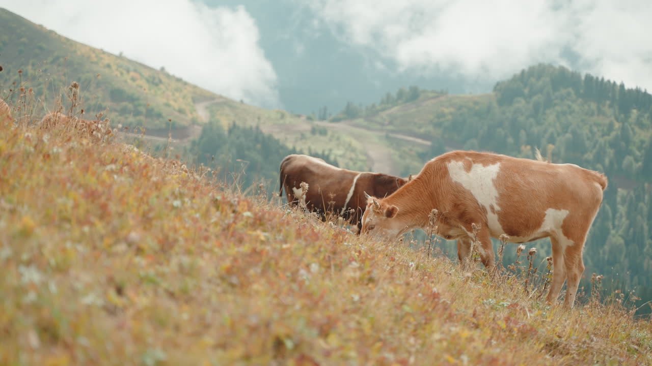 коровы пасутся на горных пастбищах