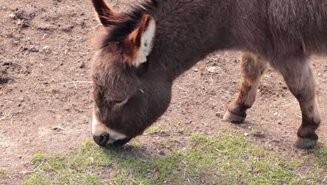 a donkey eating grass in ballarat, australia