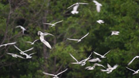 Terns-are-seabirds-that-can-be-found-all-throughout-the-world-at-sea,-rivers,-and-other-wider-bodies-of-water