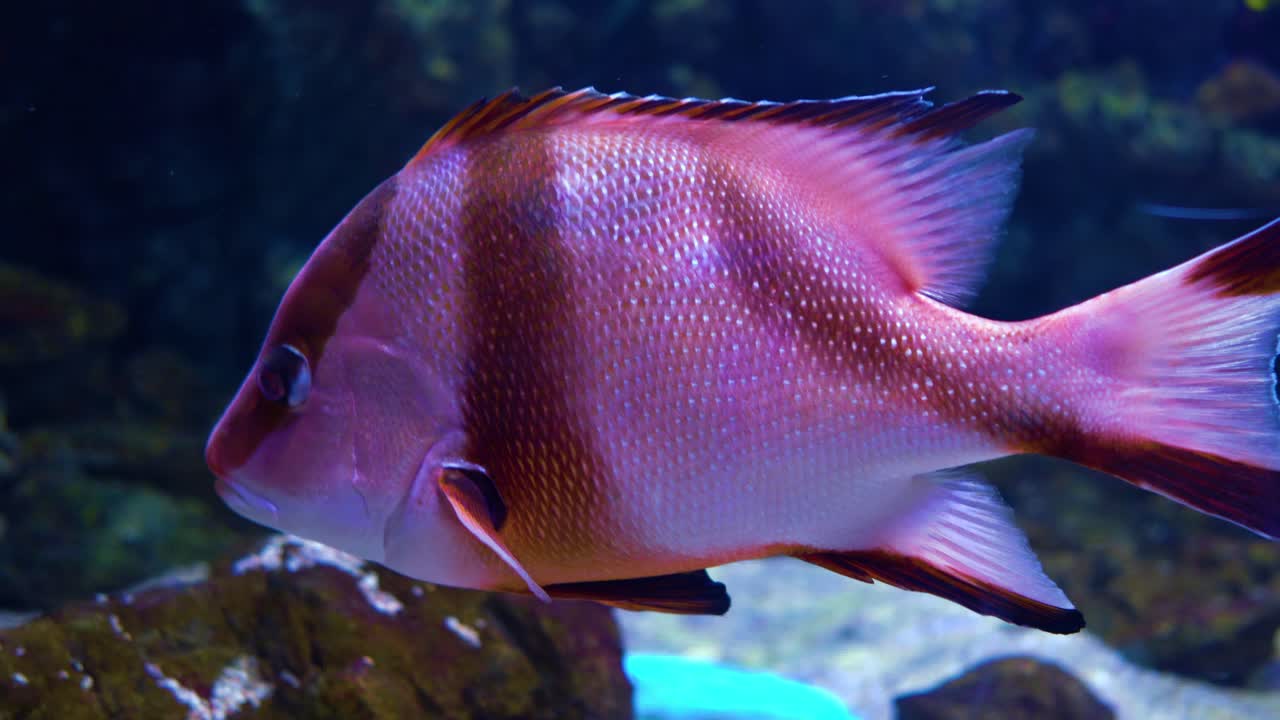 lutjanus sebae, el pargo rojo emperador, es una especie de pargo nativa del océano índico y el océano pacífico occidental.