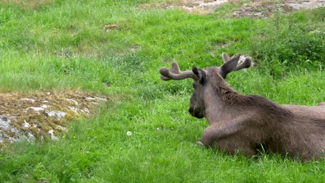 young male moose lies on ground in vibrant green grass, static view