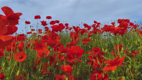 amapolas rojas silvestres temporada de primavera cielo azul deslizamiento suave