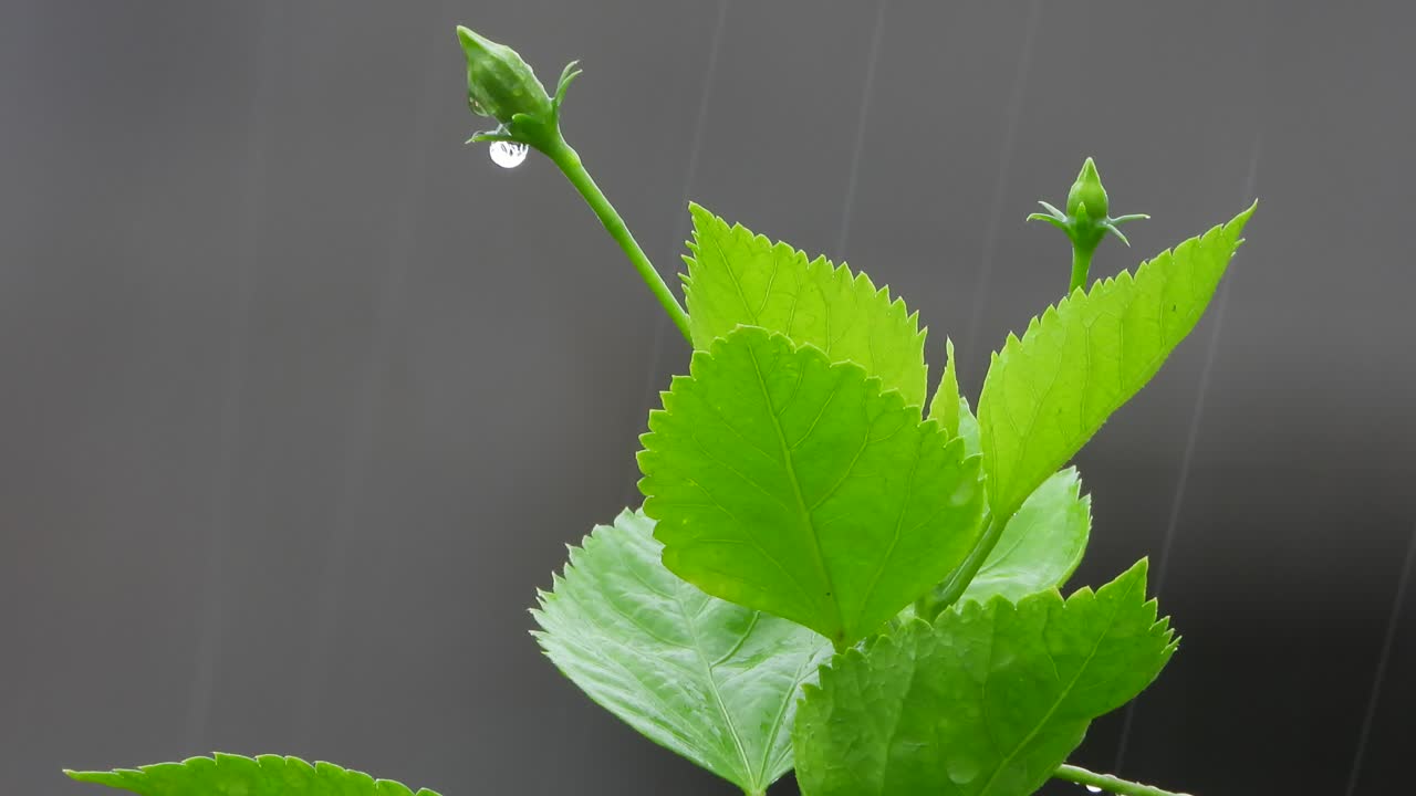hojas verdes de hibisco. flor