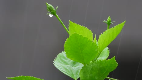 hibiscus green leaves . flower