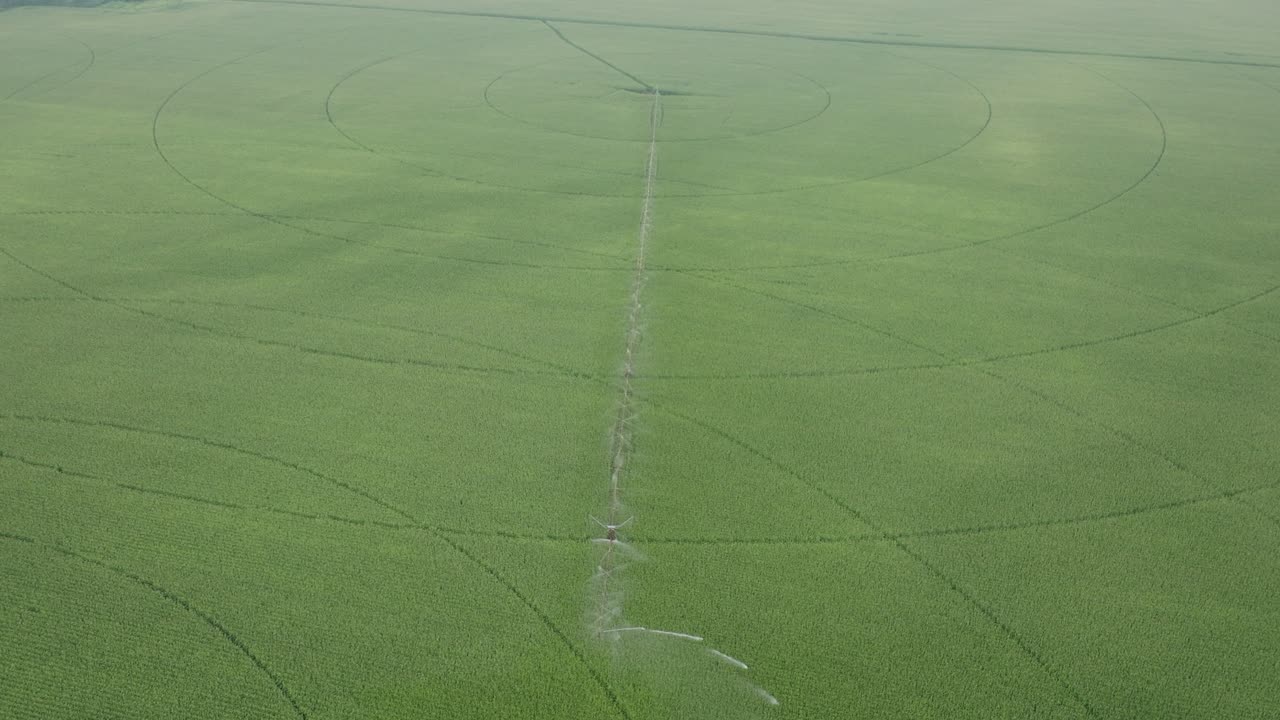 피보트에서 관개를 받는 푸른 옥수수 의 넓은