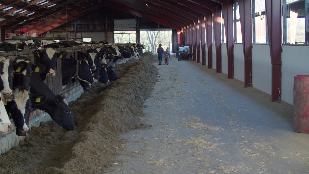 Allevamento bovino automatizzato, azienda agricola lattiero-casearia.