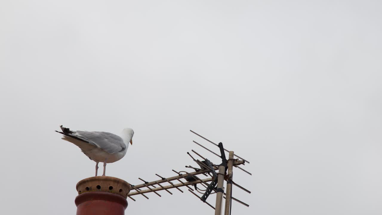 Seagull perched on red chimney near rooftop antenna under overcast sky, minimal camera movement, daylight